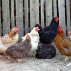 В Кишиневе объявлена чрезвычайная ситуация в связи со вспышкой птичьего гриппа