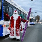 На улице 31 Августа началась посадка платанов