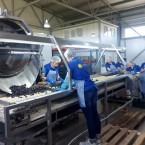 Молдавские консервные заводы закрываются - итальянские открываются 