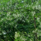 Перепись. Все - честно, с помощью Серафима Саровского