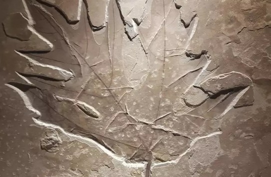 {7000 лет с виноградной лозой и 30 лет без нее} Молдавские Ведомости