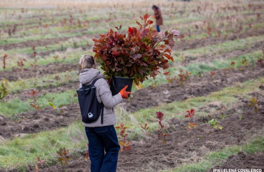 {15 ноября начинается кампания лесонасаждения} Молдавские Ведомости