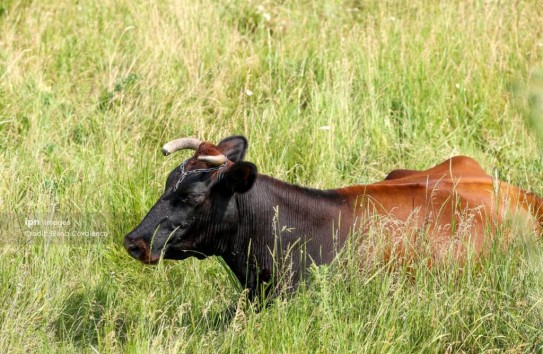 {Молдова столкнулась с острым дефицитом ветеринарных врачей} Молдавские Ведомости