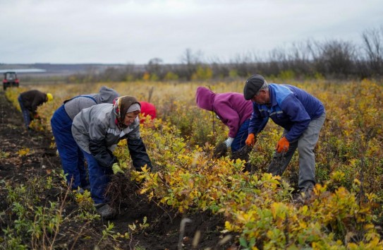 {Кишинев взял кредит на посадку лесов, заложив в проект двойные цены} Молдавские Ведомости