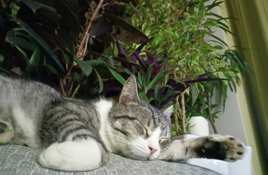 {Санкции для котов, мяукающих по-русски } Молдавские Ведомости