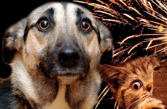 {Министерство окружающей среды изучает ходатайство об ограничении пиротехники } Молдавские Ведомости