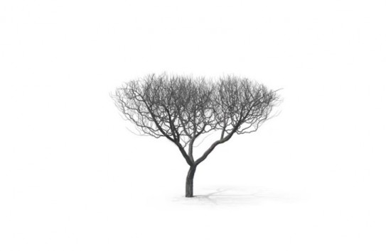 {Экологи требуют прекратить посадку акации} Молдавские Ведомости