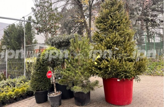 {Началась продажа елей в Кишинёве: цены от 700 до 3500 лей} Молдавские Ведомости