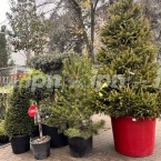 Началась продажа елей в Кишинёве: цены от 700 до 3500 лей