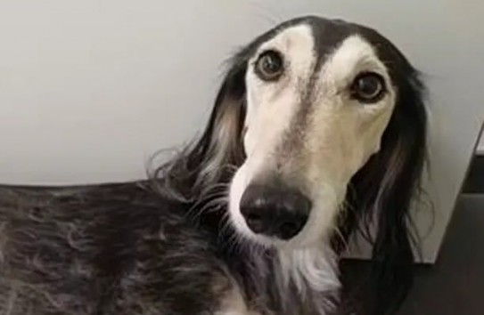 {Собака пробежала 12 километров, испугавшись взрыва петарды} Молдавские Ведомости