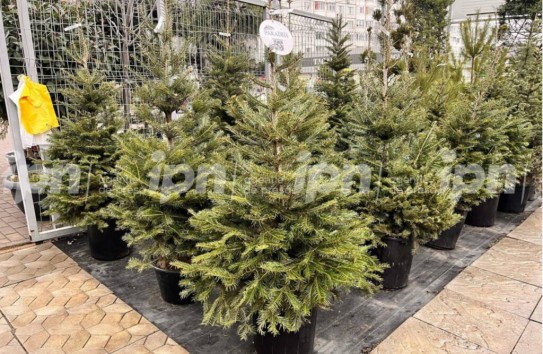 {Примэрия призывает относить елки к мусорным контейнерам} Молдавские Ведомости