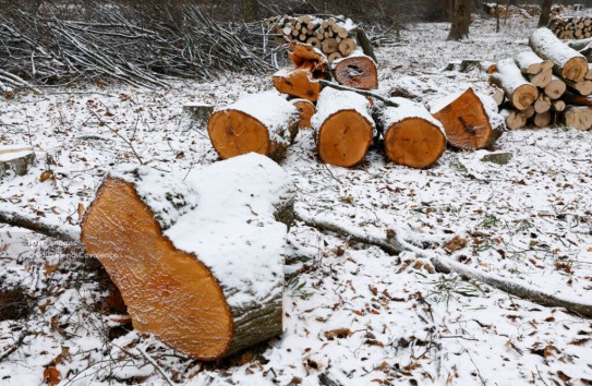 {Незаконная вырубка в Криулень – ущерб 200 тысяч} Молдавские Ведомости