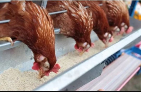 {Фермеры Молдовы потеряли 100 миллионов лей из-за украинских кормов } Молдавские Ведомости