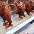 Фермеры Молдовы потеряли 100 миллионов лей из-за украинских кормов 