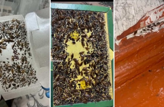 {Перчун обещает разогнать тараканов "в ближайшие дни"} Молдавские Ведомости