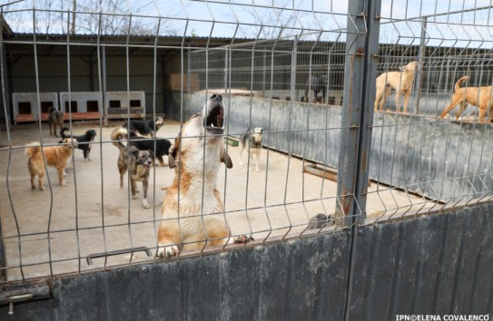 {Число случаев бешенства за год удвоилось} Молдавские Ведомости