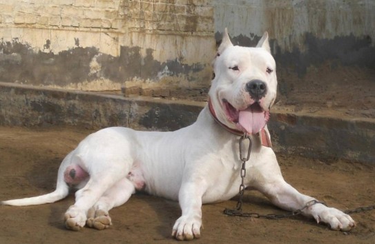 {С 2027 года будут запрещены некоторые породы собак} Молдавские Ведомости