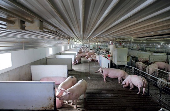 {«Катастрофический менеджмент» - cвиноводы бьют тревогу} Молдавские Ведомости