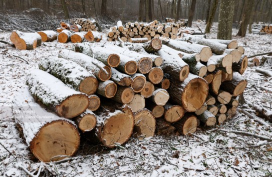 {Цена на дрова будет унифицирована, продажи через посредников обещают исключить} Молдавские Ведомости