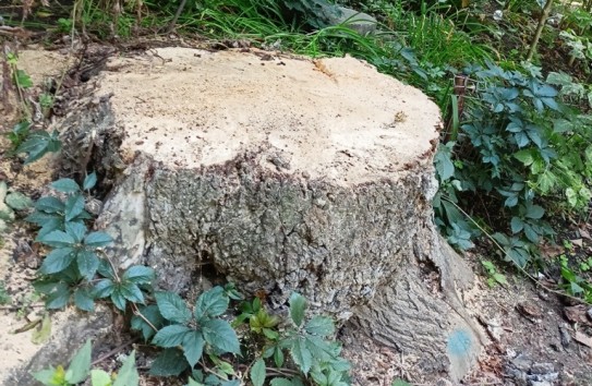 {Новые правила торговли дровами} Молдавские Ведомости