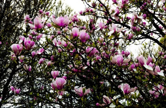 {Минобразования выявило нарушения на миллионы лей в Ботаническом саду } Молдавские Ведомости