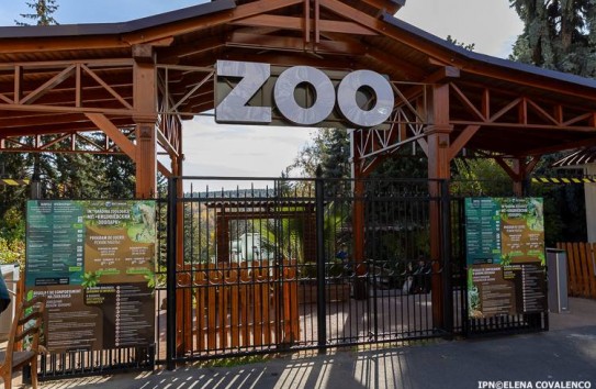 { Увидеть львов в новом вольере можно в зоопарке Кишинёва} Молдавские Ведомости