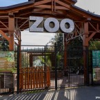  Увидеть львов в новом вольере можно в зоопарке Кишинёва