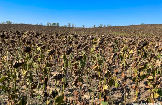 {Эпизоды одновременной экстремальной жары и засухи станут все более частыми} Молдавские Ведомости