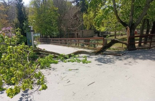 {Ребёнок доставлен в больницу после того, как на него упало дерево в зоопарке} Молдавские Ведомости