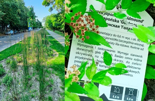 {Скосить молдавскую траву – посадить польскую} Молдавские Ведомости