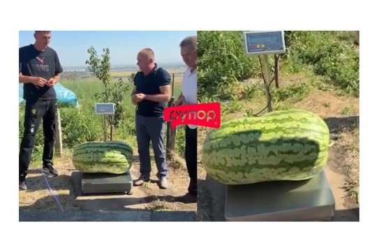 {В Молдове фермер вырастил гигантский арбуз} Молдавские Ведомости