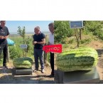 В Молдове фермер вырастил гигантский арбуз