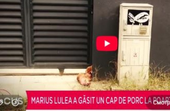 {Исключенный из AUR Мариус Лулеа обнаружил свиную голову перед своим домом} Молдавские Ведомости