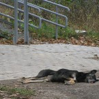Зверская жестокость в Кишиневе