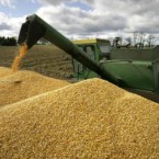 Украина: из госрезерва похитили четверть миллиона тонн зерна