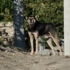 Бездомные собаки в Кишиневе: изоляция, стерилизация или эвтаназия?