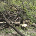 "Средь бела дня незаконно вырублены здоровые деревья в парке Валя Морилор"