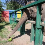 Одесский зоопарк отказался от эвакуации