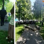 Трагедия в парке «Алунелул» может привести к тому, что войну объявят всем деревьям  без разбора